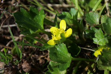 Japanese buttercup, a tiny and cute flower