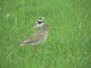 Common redshank or simply redshank (Tringa totanus) 