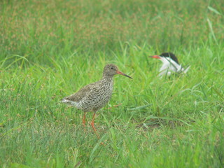 Common redshank or simply redshank (Tringa totanus) 