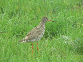 Common redshank or simply redshank (Tringa totanus) 