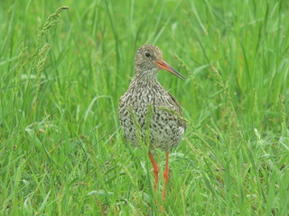 Common redshank or simply redshank (Tringa totanus) 