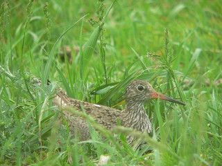 Common redshank or simply redshank (Tringa totanus) 
