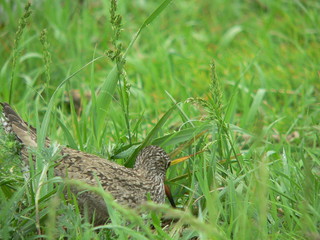 Common redshank or simply redshank (Tringa totanus) 