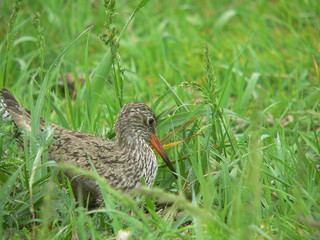 Common redshank or simply redshank (Tringa totanus) 