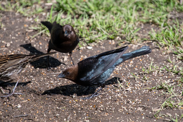 A picture of some male Brown-headed cowbirds searching for the food.     Vancouver, BC, Canada
