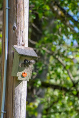 A picture of a black-capped chickadee landing on its bird house.       Vancouver BC Canada
