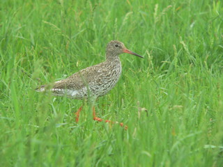 Common redshank or simply redshank (Tringa totanus) 