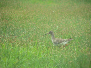 Common redshank or simply redshank (Tringa totanus) 