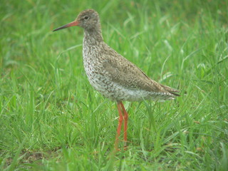 Common redshank or simply redshank (Tringa totanus) 