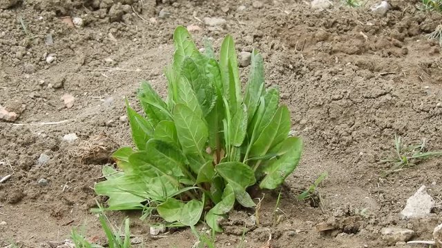 rumex acetosa planted in the garden, healthy green plants for breakfast, stachys byzantina.