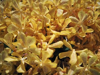 Close up of yellow flowers indoors 1
