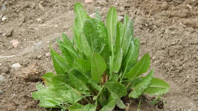 rumex acetosa planted in the garden, healthy green plants for breakfast, stachys byzantina.