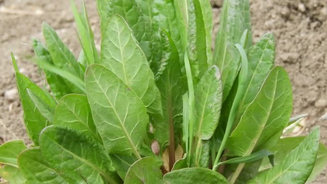 rumex acetosa planted in the garden, healthy green plants for breakfast, stachys byzantina.
