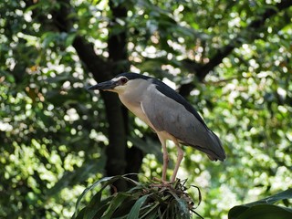 Night Heron perched on a tree 3