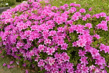 t's a Japanese manicure taken in Japan
