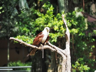 Brahminy kite aka red-backed sea-eagle perched on a tree branch 3