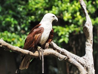 Brahminy kite aka red-backed sea-eagle perched on a tree branch 2