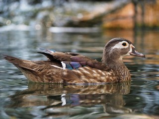 Close up of female Mandarin Duck swimming 1