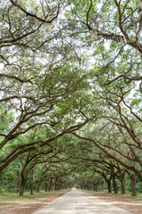 path in the park
