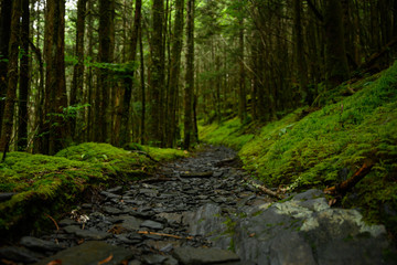 Moss Encroaching On Trail