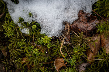 Moss Peaks Through Melting Snow