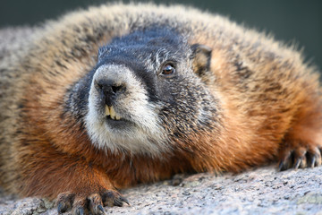 Marmot Face with Crooked Teeth