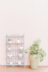 plant in a flowerpot