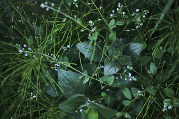 water drops on the green grass