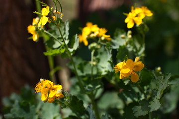 spring blooming celandine with yellow flowers and with green leaves on a background of a brown tree trunk