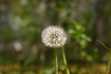 spring ripening of dandelion flowers and flying white seeds on green grass against a background of green trees and shrubs