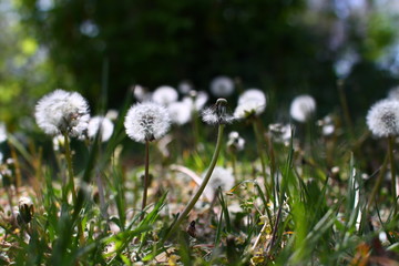 spring ripening of dandelion flowers and flying white seeds on green grass against a background of green trees and shrubs