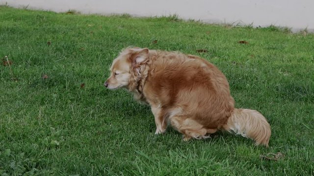 Slow motion footage of greek breed Kokoni dog, pooping on grass outdoors