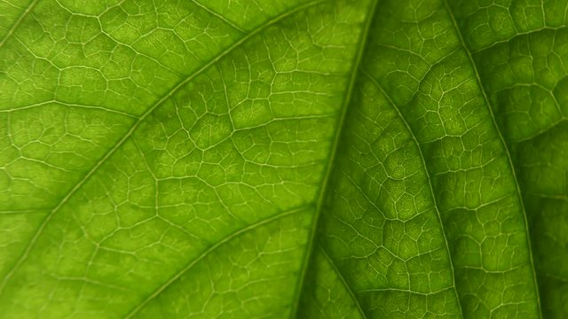 Green leaf vascular texture macro shot. Streaks like blood vessels