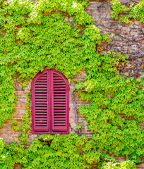 bright red shuttered window surrounded by green creeping vines over brick wall