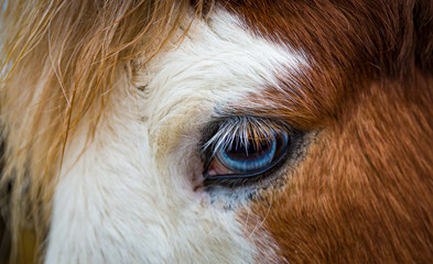 Close up of beautiful blue eye of Icelandic horse.CR2