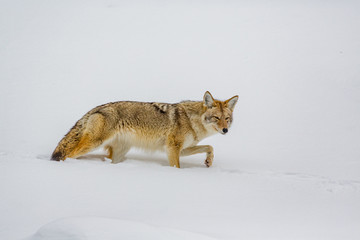 Obraz premium Coyote searches for food in winter in Yellowstone.