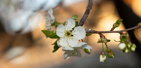 Cherry blossom. White flowers of a fruit tree close-up.