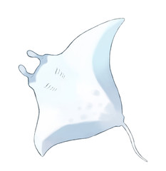 マンタ Photos Royalty Free Images Graphics Vectors Videos