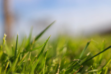 green grass and blue sky background 