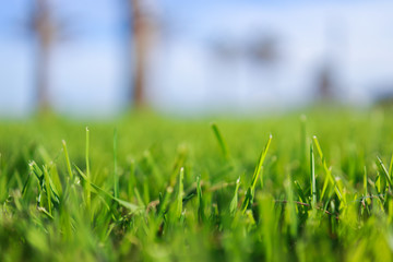 green grass and blue sky background 