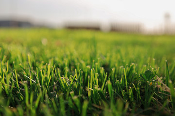 green grass and blue sky background 