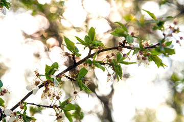 Spring the flowering cherry plum