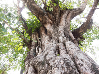 Bodhi Tree with large trunk