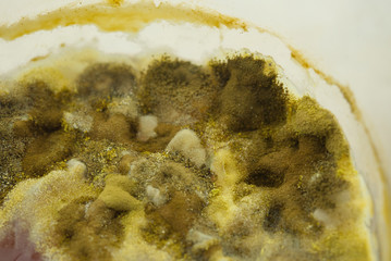 Close up of fungus on the old food.