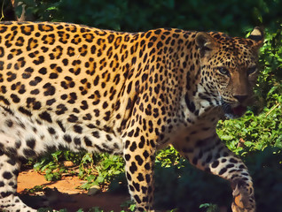Leopard is walking.