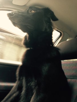 Black Dog In Car