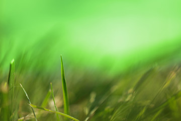 green grass background