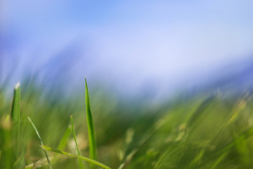 green grass and blue sky