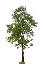 Fototapeta premium Big tree isolated on white background