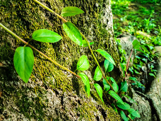 Fototapeta premium 神秘的な森